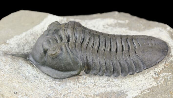 Excellent, Morocconites Trilobite - Ofaten, Morocco #54329